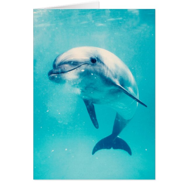 Cartão Golfinho de Bottlenosed subaquático (Frente)