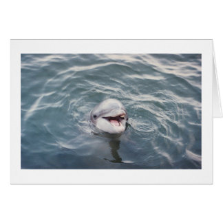 Cartão golfinho de gargalo atlântico