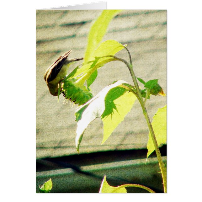 Cartão Golfinho e girassol (Frente)