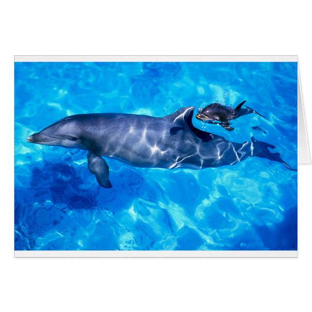 Cartão golfinhos (Frente Horizontal)