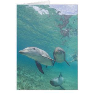 Cartão Golfinhos-do-garganta Túmulos-tronco