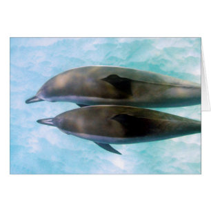 Cartão Golfinhos do girador   Oahu Havaí