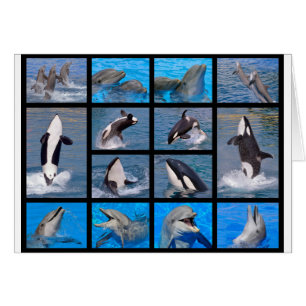 Cartão Golfinhos e baleias de assassino