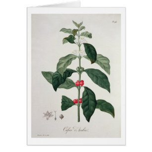 Cartão Goma-arábica do Coffea de "Phytographie Medicale"