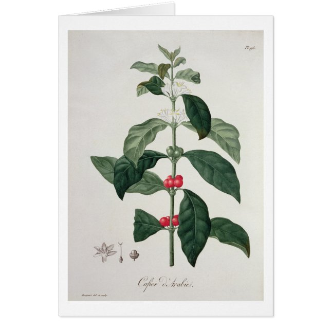 Cartão Goma-arábica do Coffea de "Phytographie Medicale" (Frente)