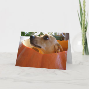 Cartão Good Rufus Chihuahua Halloween Pumpkin Card