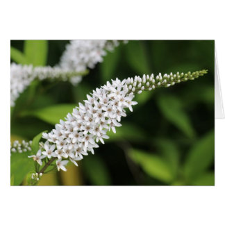 Cartão Gooseneck Loosestrife