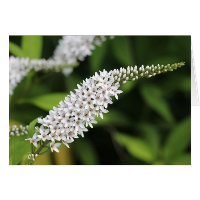 Cartão Gooseneck Loosestrife (Frente horizontal)