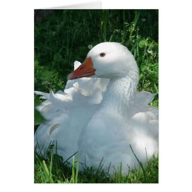 Cartão Goosey, o Sebbie (Frente)