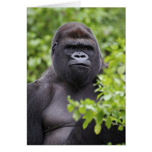 Cartão Gorila-de-costas-silverback, Gorilla gorilla,