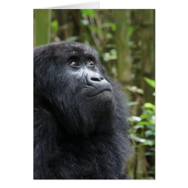 Cartão Gorilla meus sonhos - fêmea (Frente)