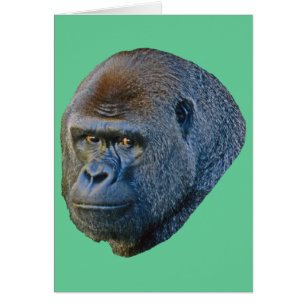 Cartão Gorilla Picture