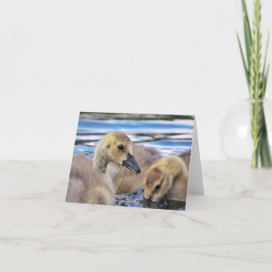 Cartão Goslings Note Cards