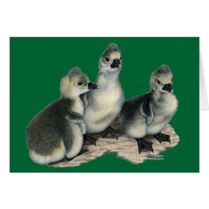 Cartão Goslings Toulouse Tufada