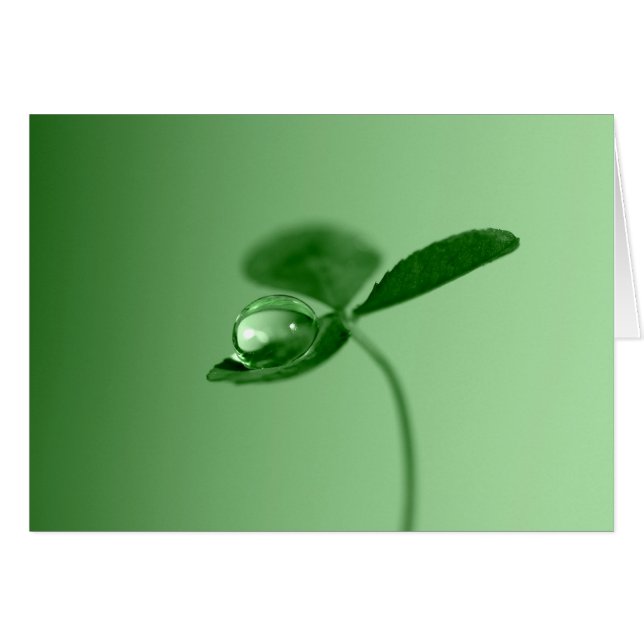 Cartão Gota de orvalho da manhã (Frente Horizontal)