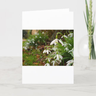 Cartão Gotas da neve