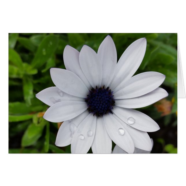 Cartão gotas de chuva em branco (Frente Horizontal)