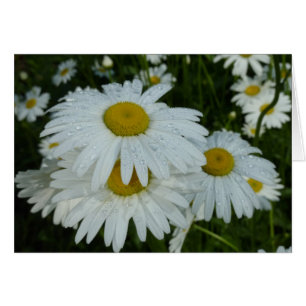 Cartão Gotas de chuva em Daisies Wildflower
