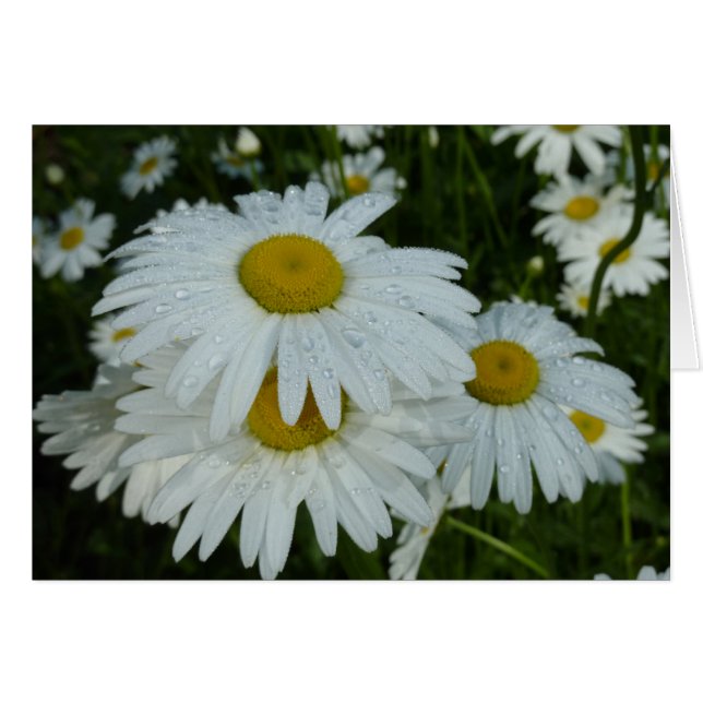 Cartão Gotas de chuva em Daisies Wildflower (Frente Horizontal)
