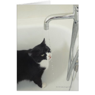 Cartão Gotejamento da água potável do gato de uma