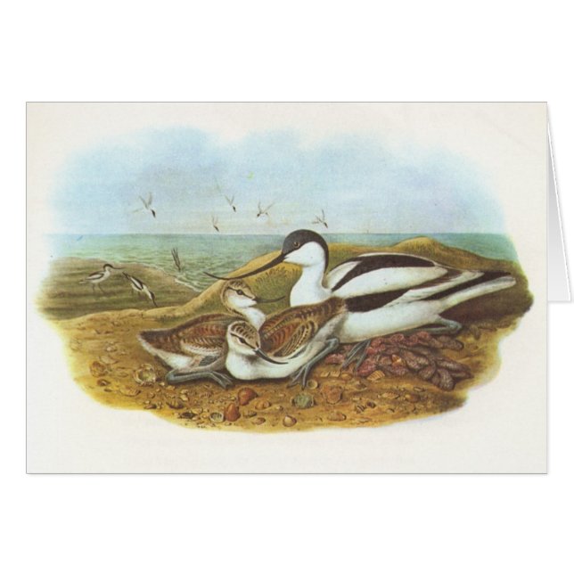 Cartão Gould - Avocet - avosetta do Recurvirostra (Frente Horizontal)