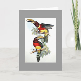 Cartão Gould - Double-Collared Aracari Toucan Card