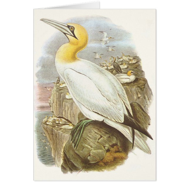 Cartão Gould - Gannet - bassana do Sula (Frente)