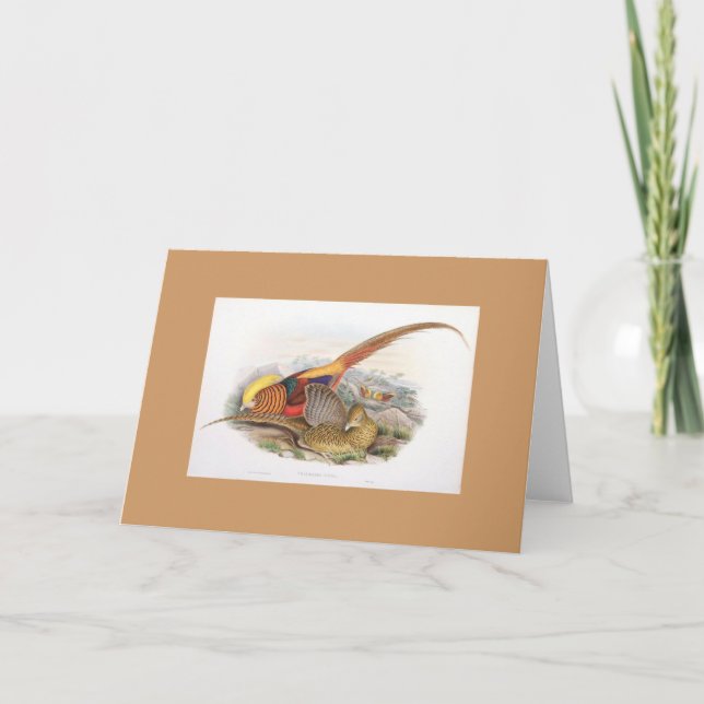 Cartão Gould - Golden Pheasant Card (Frente)