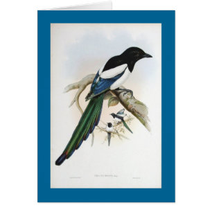 Cartão Gould - Magpie afegão
