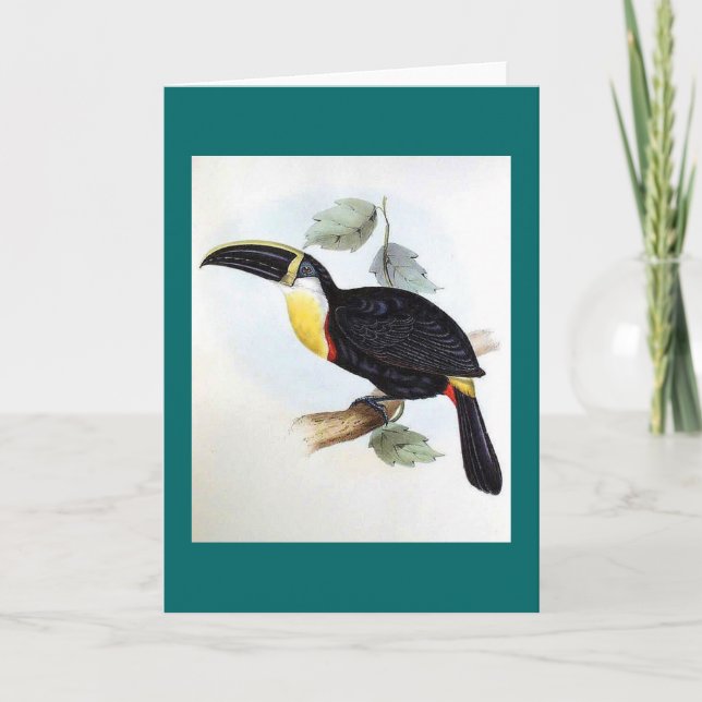 Cartão Gould - Osculant Toucan (Frente)