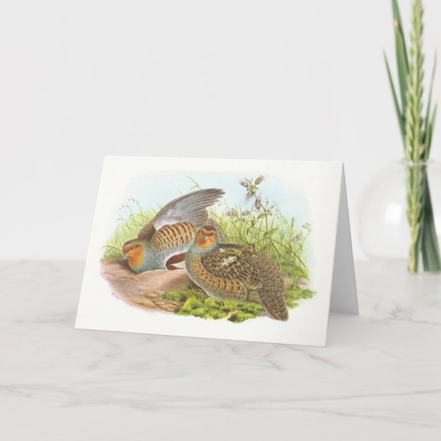 Cartão Gould - Partridge - Perdix perdix (Frente)