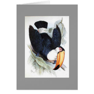 Cartão Gould - Toco Toucan