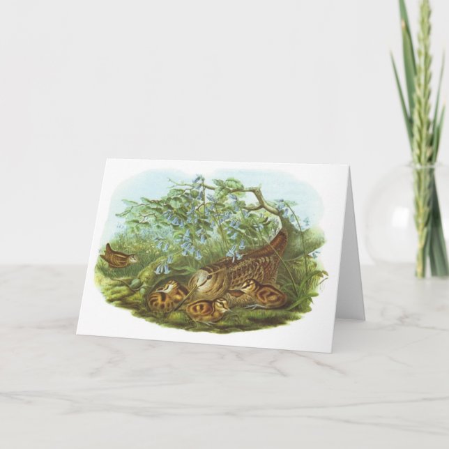 Cartão Gould - Woodcock - Scolopax rusticola (Frente)