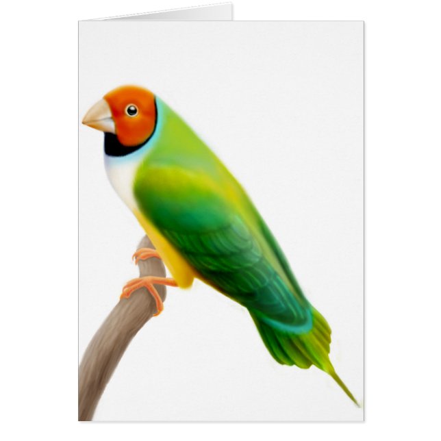 Cartão Gouldian Finch Orange Headed (Frente)