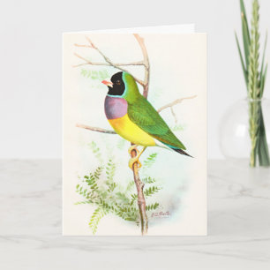 Cartão Gouldian Rainbow Finch ameaçou o pássaro austral