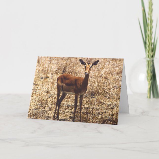 Cartão Graceful Lady (Impala) (Frente)