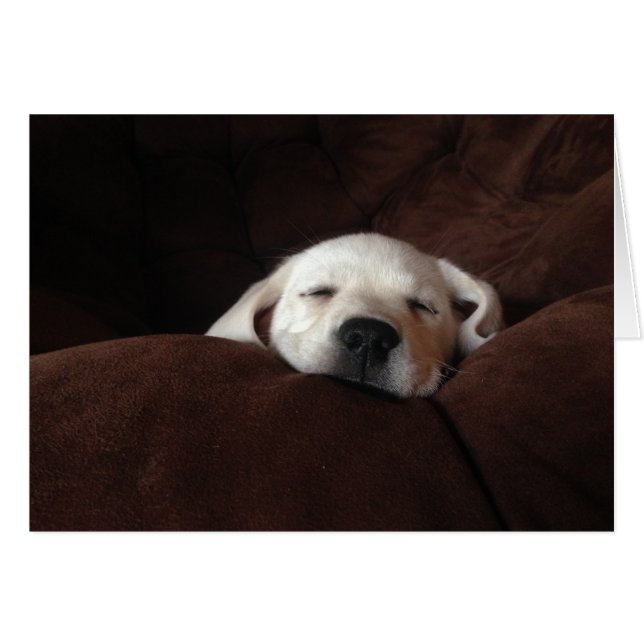 Cartão Gracie Dormindo (Frente Horizontal)