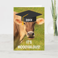 Graduação De Vaca Diversão E Bobo