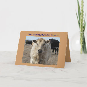 Cartão Graduation Wishes - Cute White Cow - Ranch or Farm