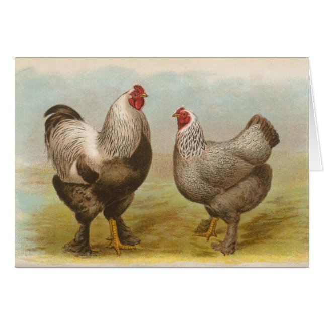 Cartão Graham - Frango Brahma Escuro (Frente Horizontal)
