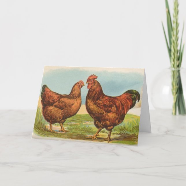 Cartão Graham - Rhode Island Red Chickens (Frente)
