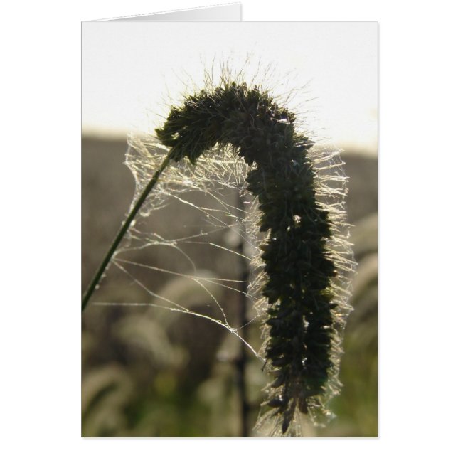 Cartão Grama Sunset (Frente)