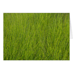 Cartão Grama Verde