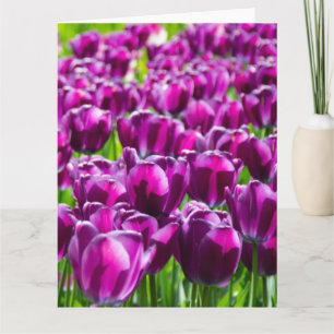 Cartão Grande campo de tulipas roxas