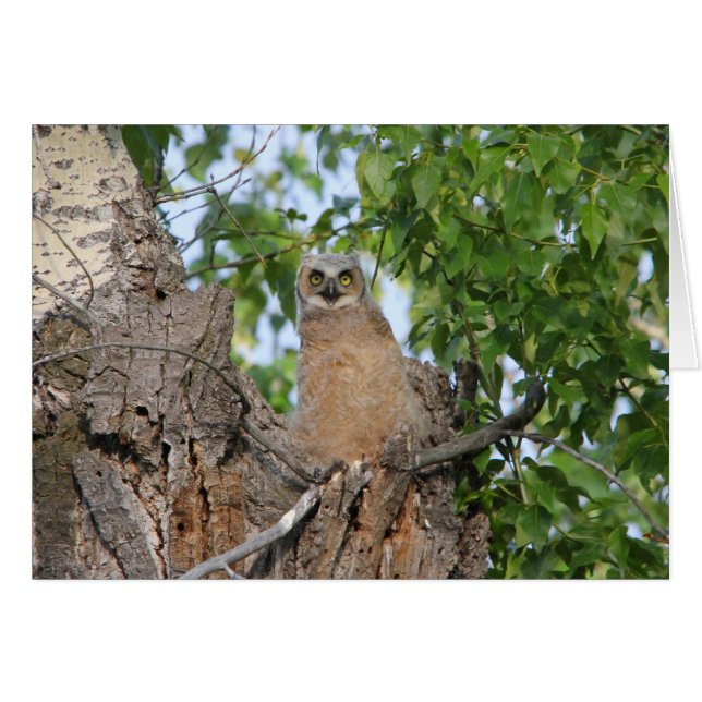 Cartão Grande coruja Horned do principiante (Frente Horizontal)