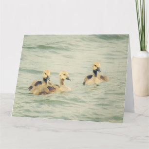 Cartão Grande de Goslings Gansos Bebês
