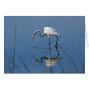 Cartão Grande Egret