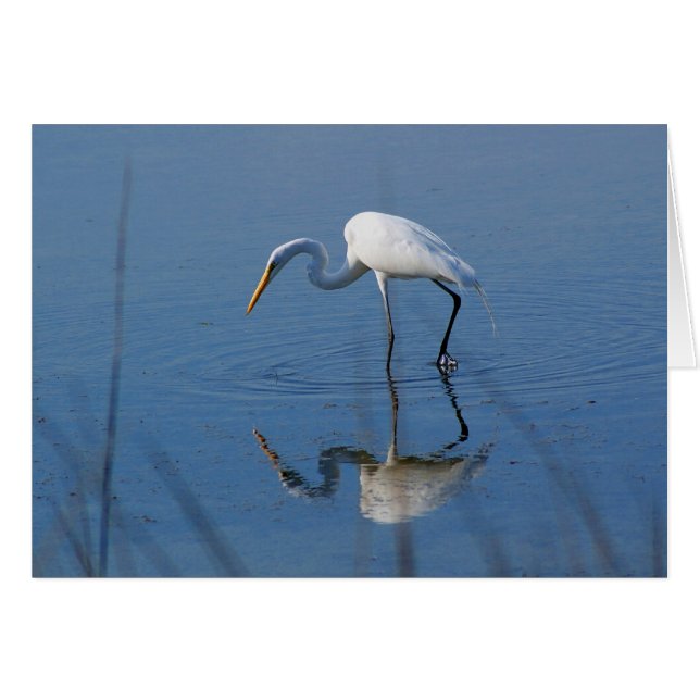Cartão Grande Egret (Frente horizontal)