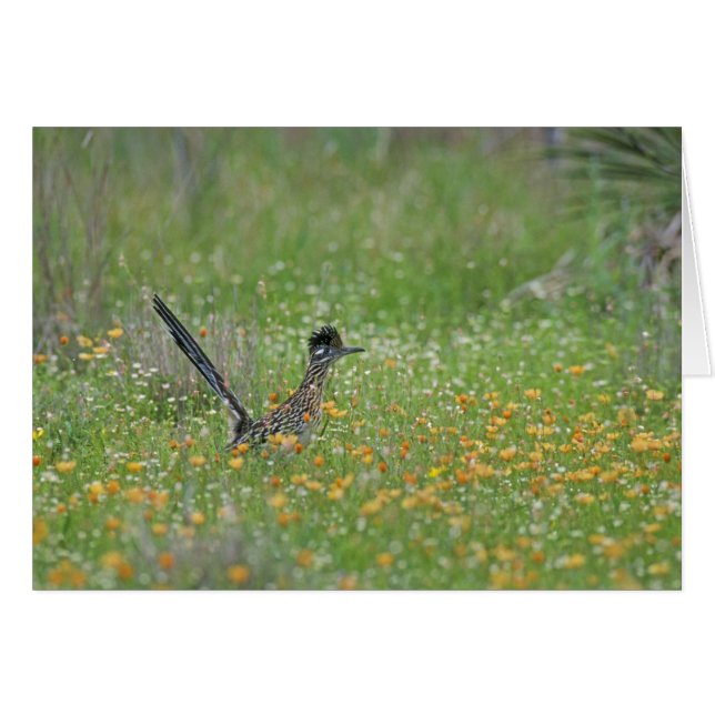 Cartão Grande Roadrunner, Geococcyx (Frente Horizontal)