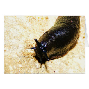 Cartão Grande Slug Preto